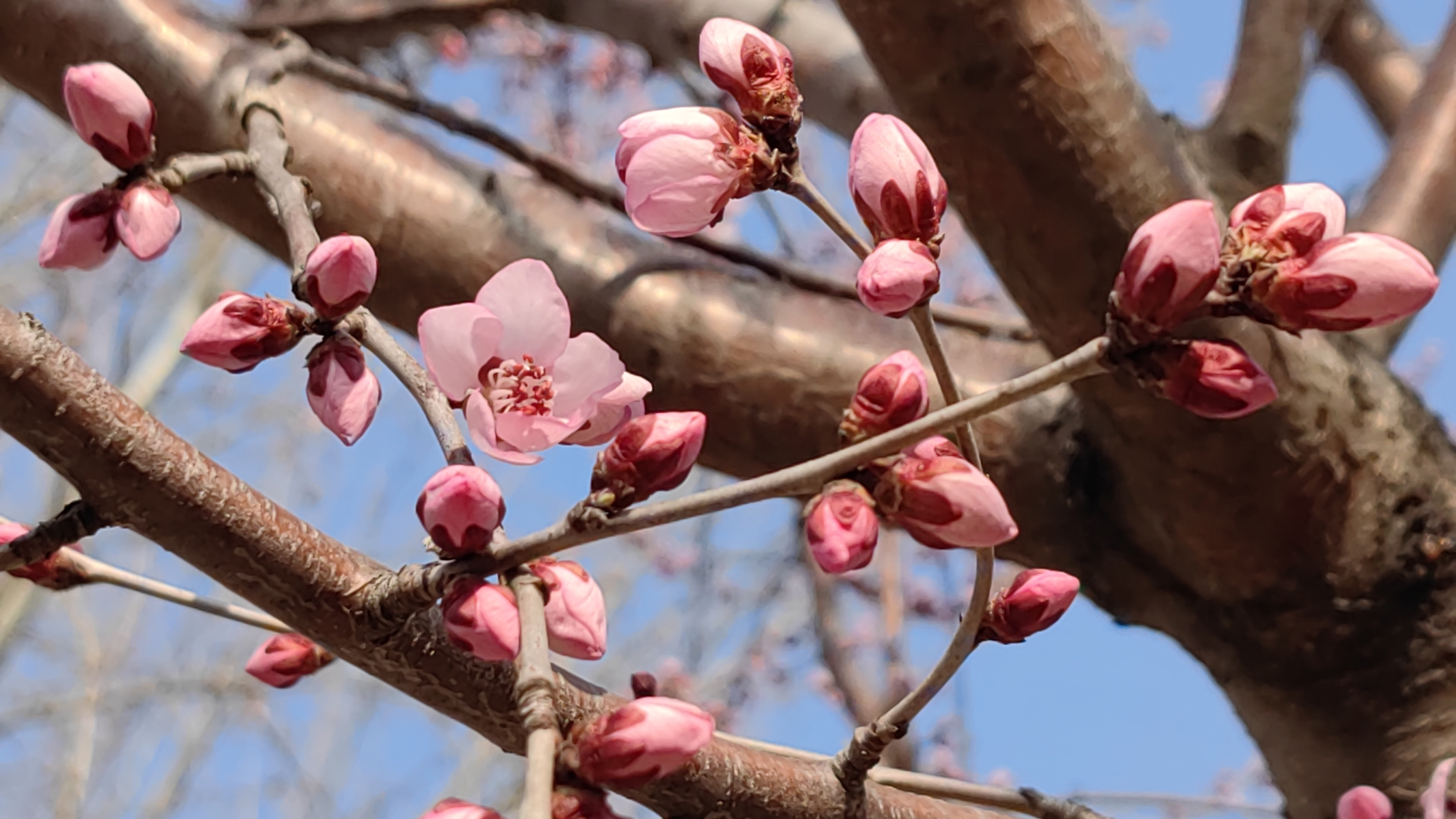 邂逅家门口的桃花源：石景山花语公园早春桃花盛开