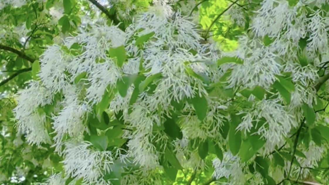 陶然亭公园流苏花开如梦如幻 北京暮春白月光恰似人间四月雪 陶然亭公园流苏花开如梦如幻 北京暮春白月光恰似人间四月雪