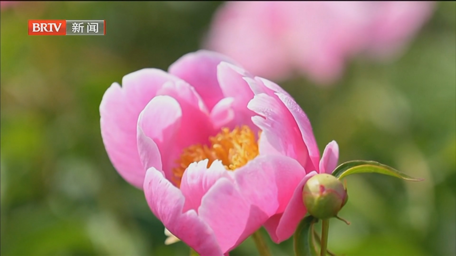 千亩芍药花