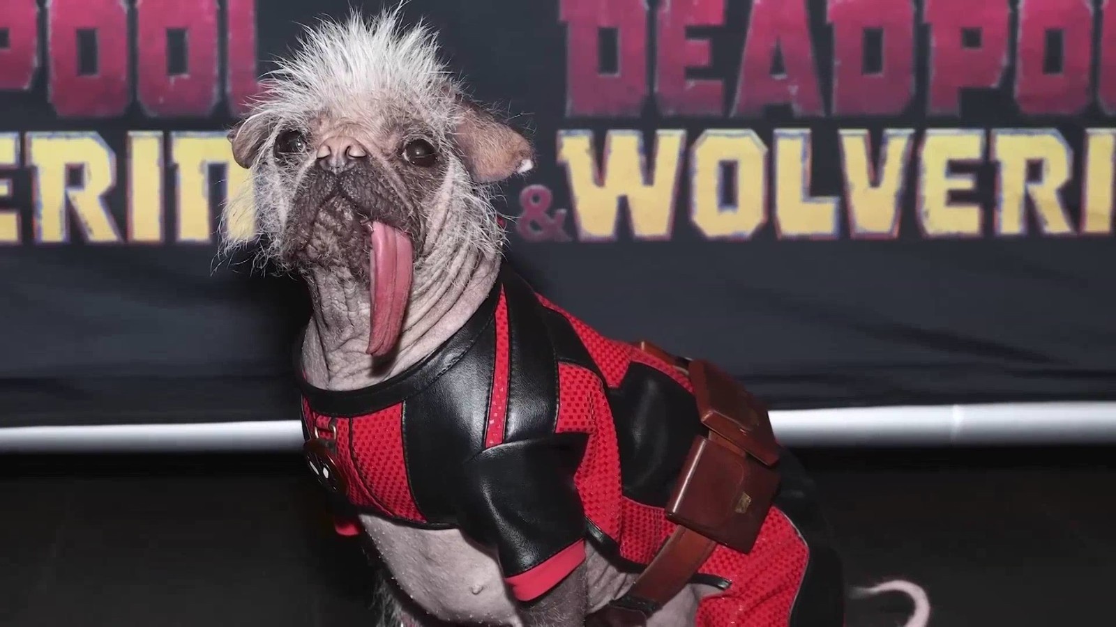 英国最丑狗参演《死侍与金刚狼》获“狗界奥斯卡”提名 英国最丑狗参演《死侍与金刚狼》获“狗界奥斯卡”提名