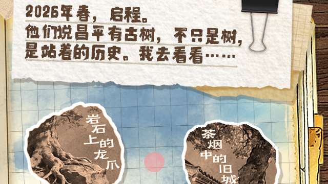 昌平这群“千年老树精”,等你来撩! 昌平这群“千年老树精”,等你来撩!