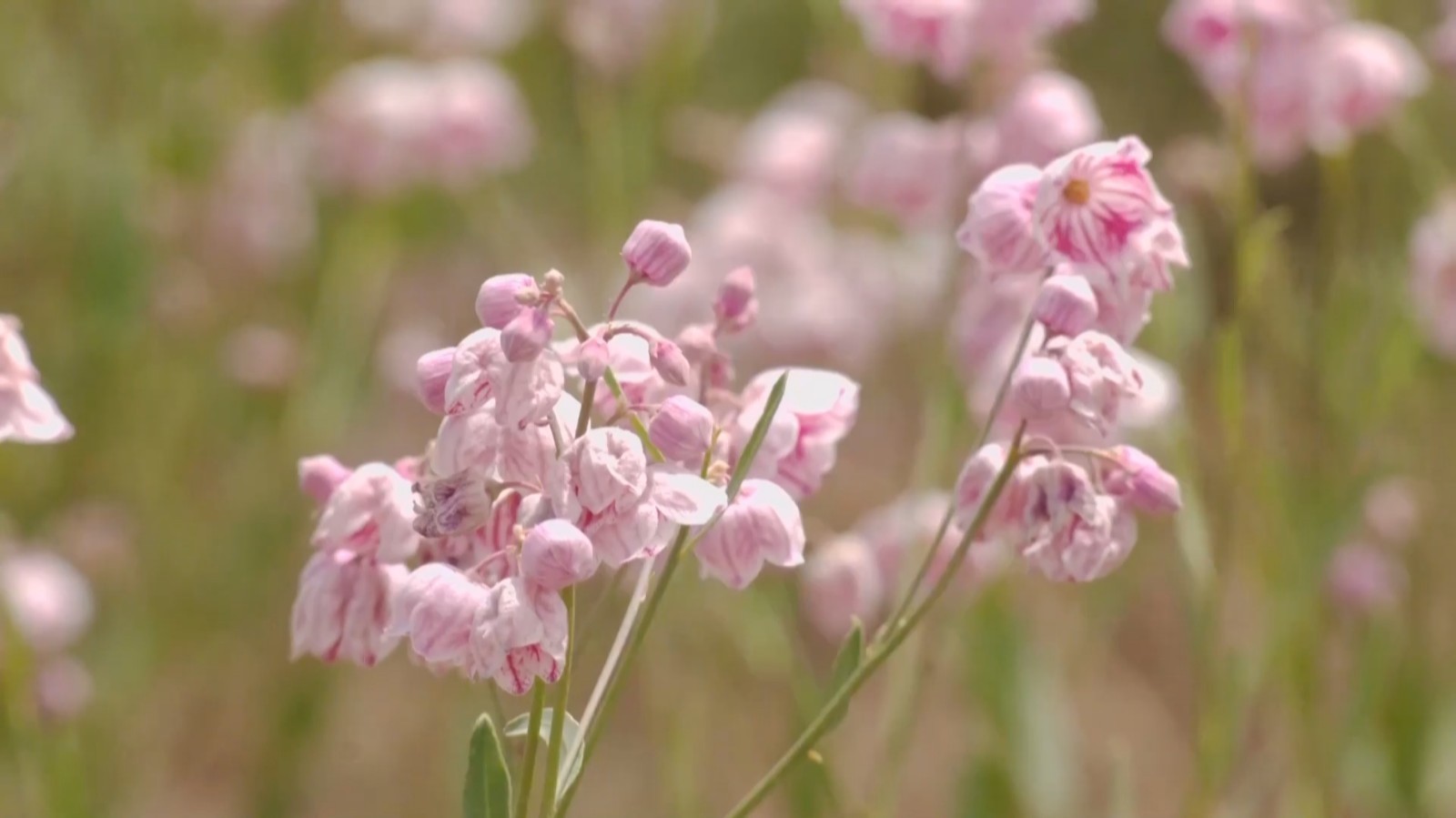 阻击塔克拉玛干沙漠的罗布麻开花了 阻击塔克拉玛干沙漠的罗布麻开花了