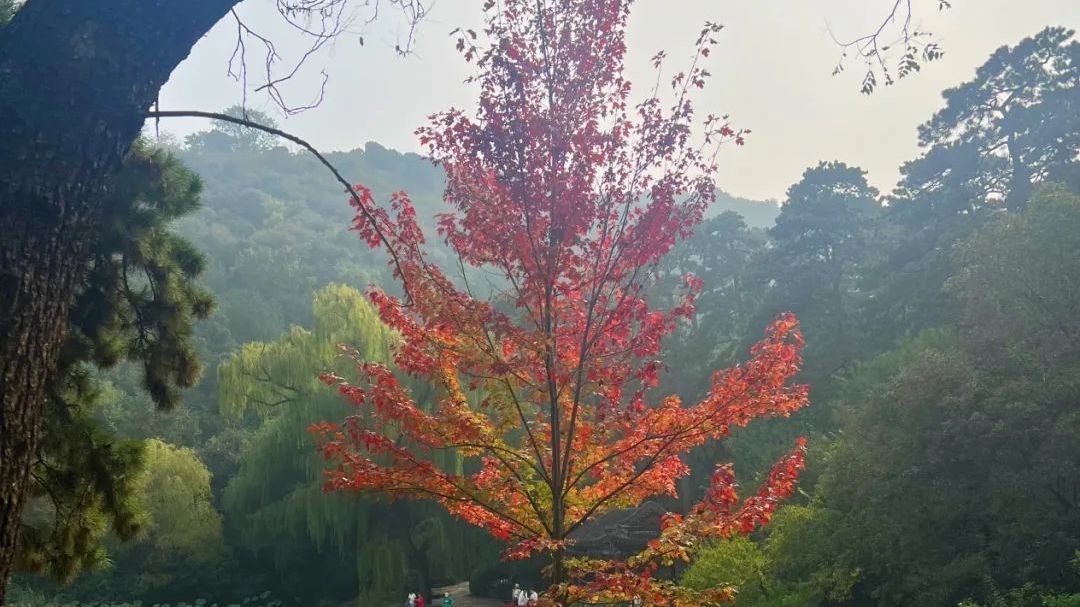 又到赏叶季!!香山“赏叶地图”来啦! 又到赏叶季!!香山“赏叶地图”来啦!