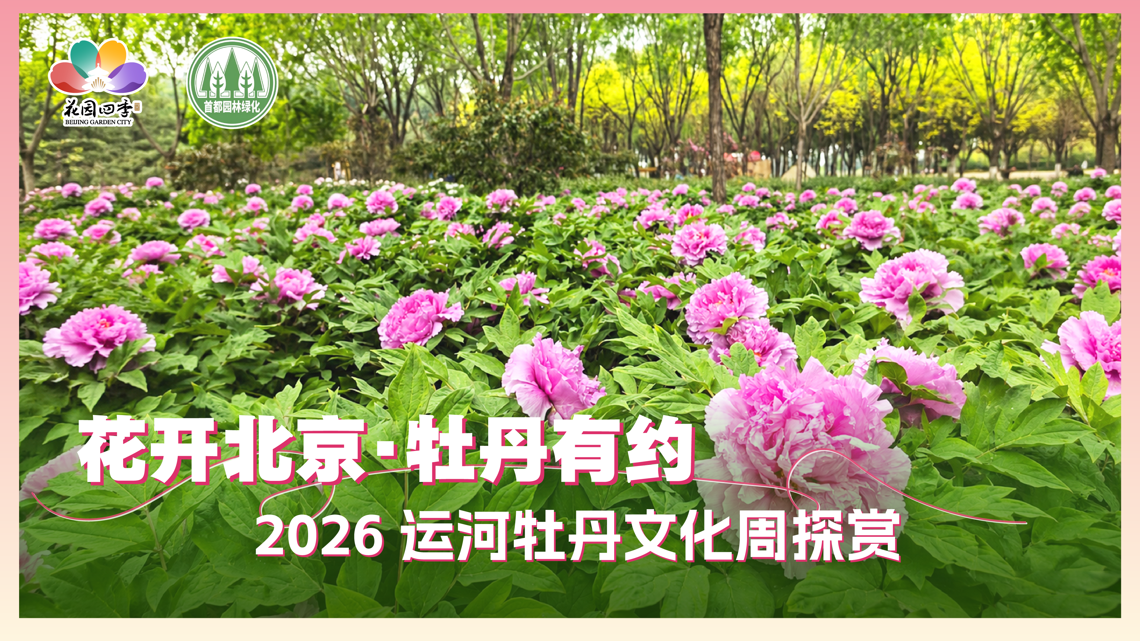 花开北京·牡丹有约——2026运河牡丹文化周探赏