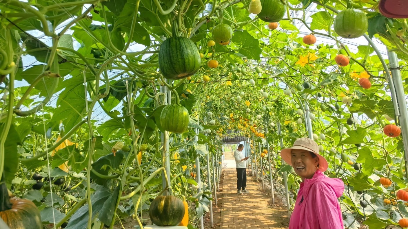 北京平谷东高村镇30余种特色南瓜进入观赏季 北京平谷东高村镇30余种特色南瓜进入观赏季