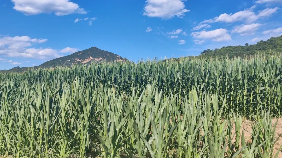 10月上市!怀柔又一试验田迎高产! 10月上市!怀柔又一试验田迎高产!