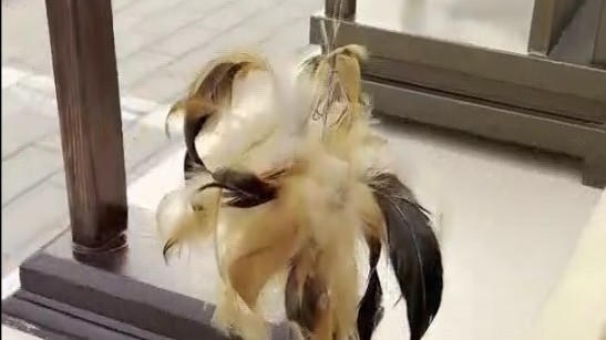 世界气象日：古人如何“预测”天气？一支鸡毛里藏着的千年智慧