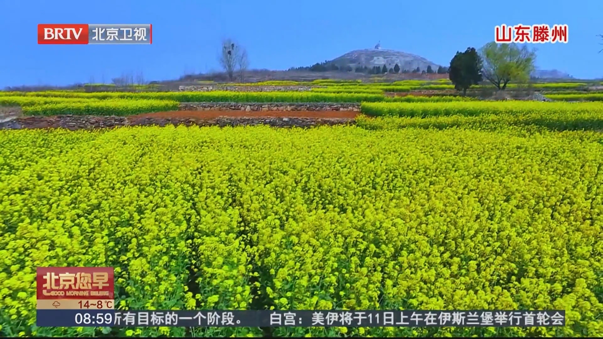山东滕州 千亩油菜花绽放 绘就春日美丽画卷 山东滕州 千亩油菜花绽放 绘就春日美丽画卷