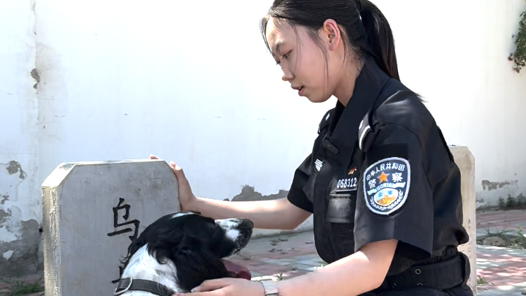 致敬已去世的功勋犬：寿命只有宠物犬的一半 守护的职责代代传！
