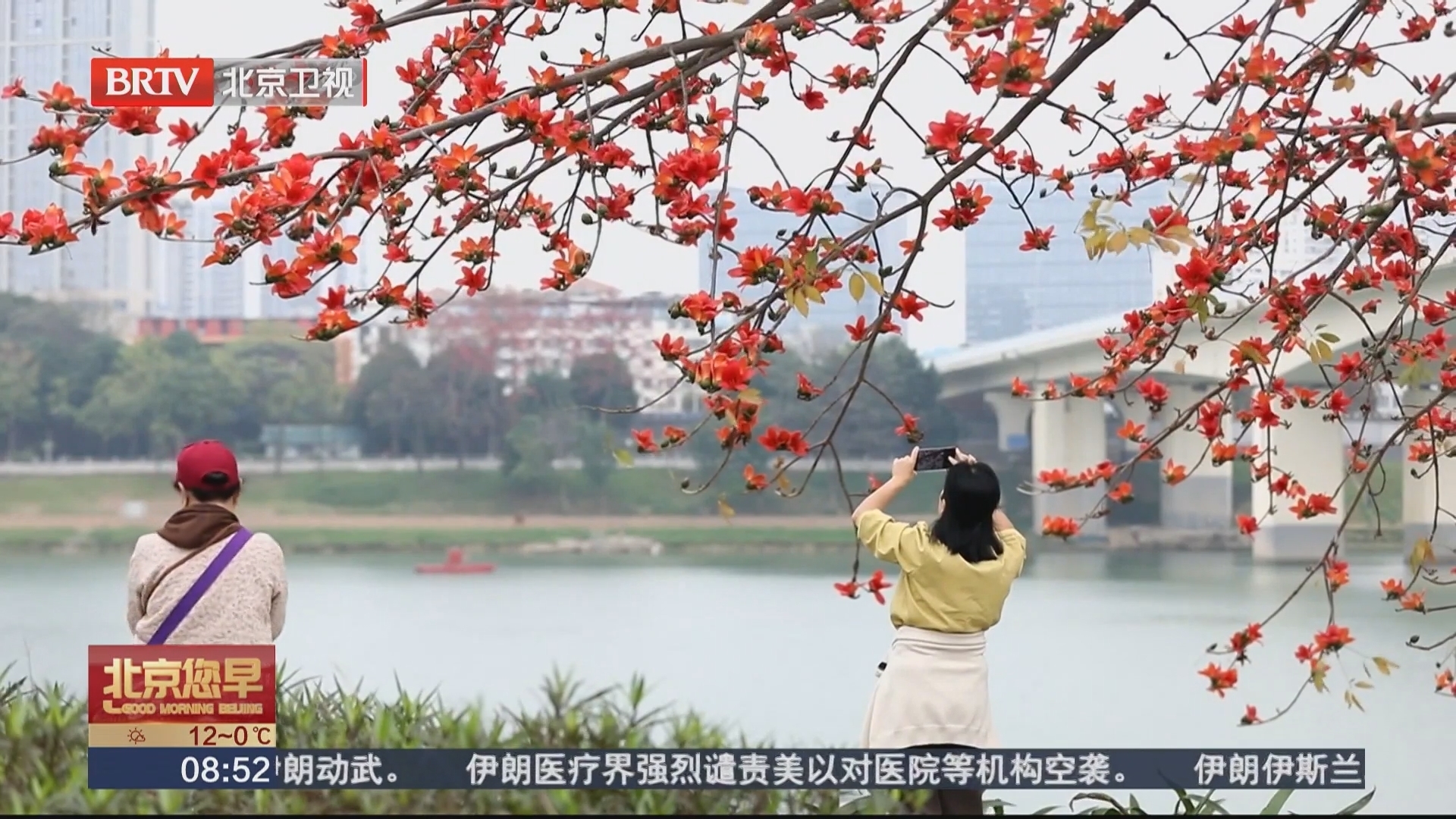 南宁 绿城春意浓 木棉花正红