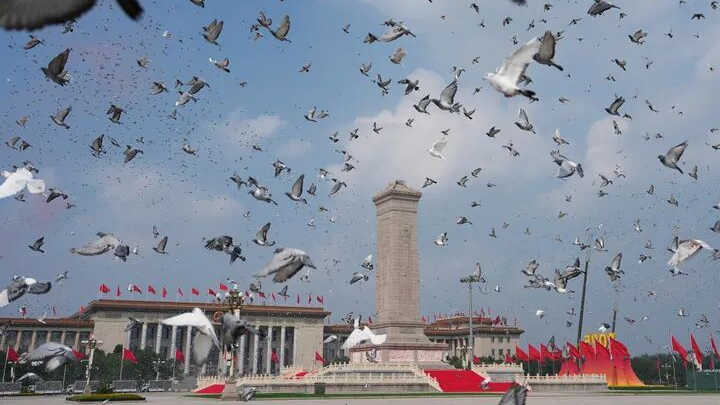 参加阅兵的和平鸽都是谁家的？北京市民：鸽子已到家