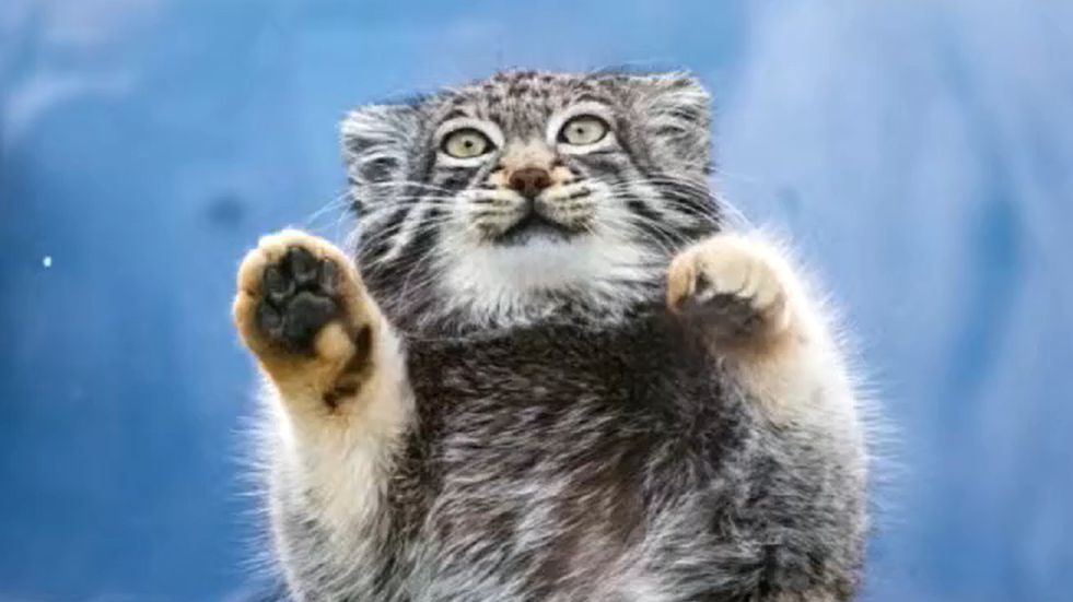 西宁野生动物园人工繁育雄性兔狲“狲三郎”死亡,系“狲思邈”之子 西宁野生动物园人工繁育雄性兔狲“狲三郎”死亡,系“狲思邈”之子