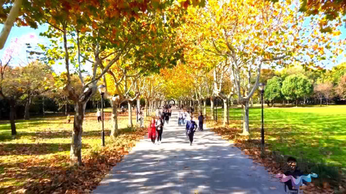 限定美景上线！宋夹城开启“落叶不扫”模式