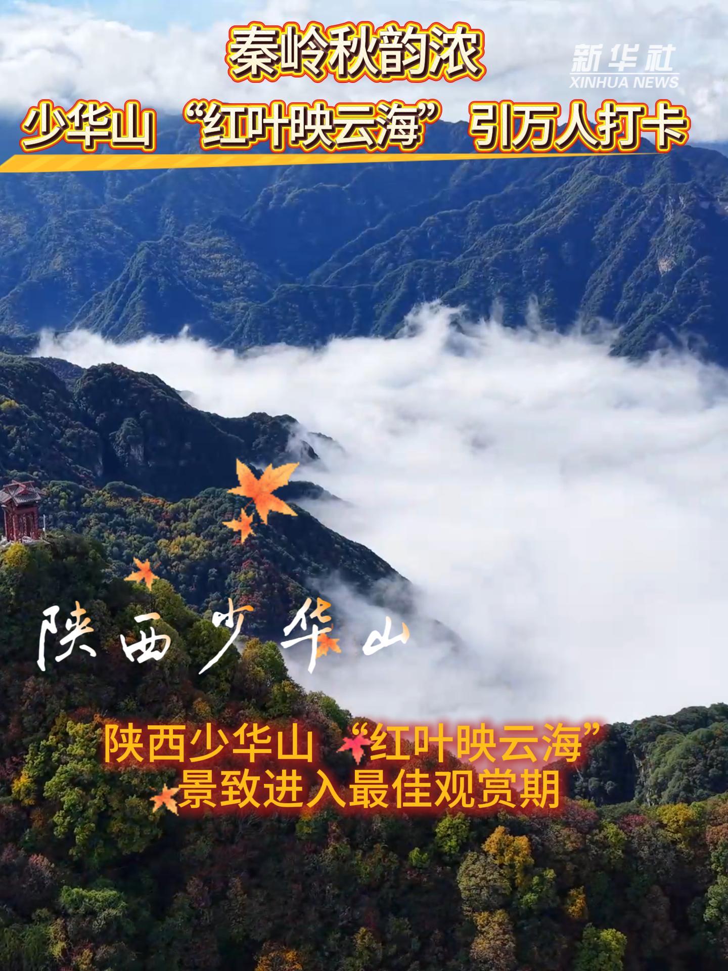 秦岭秋韵浓！少华山 “红叶映云海” 引万人打卡