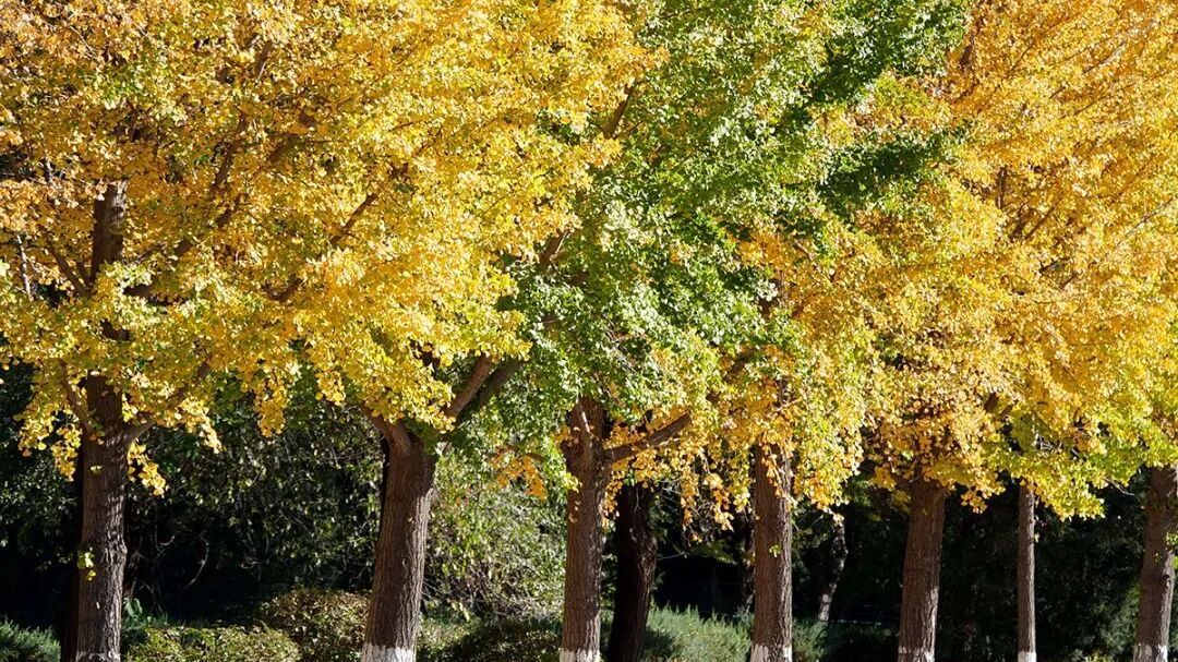 立冬时节,来顺义赴一场银杏之约 立冬时节,来顺义赴一场银杏之约