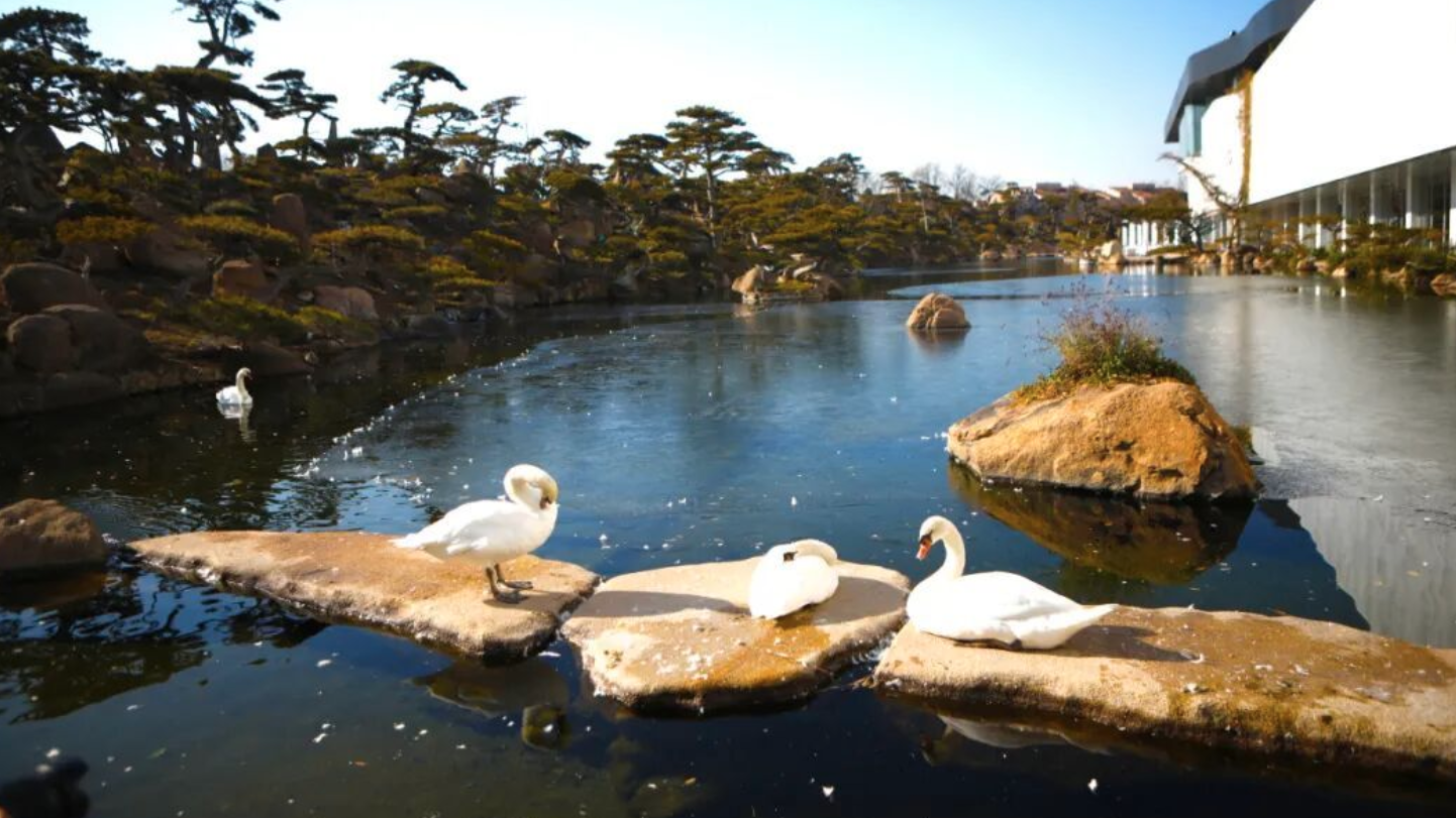 北京正月初一至初四，最高温重回10℃以上