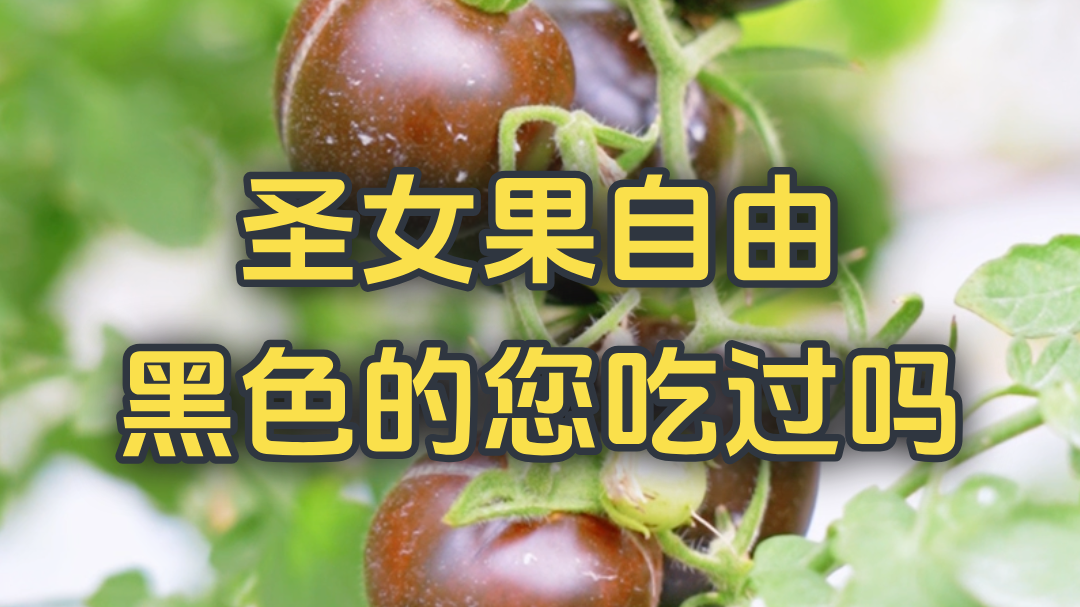 圣女果自由 黑色的您吃过吗