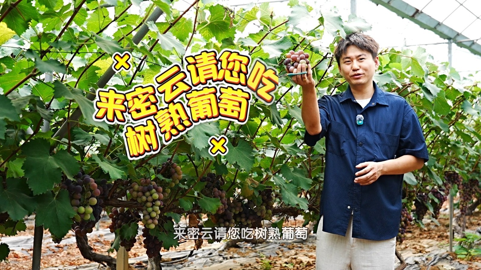 【京·花果蜜】从CBD到葡萄架下，这个90后把葡萄园“玩”成了网红打卡地