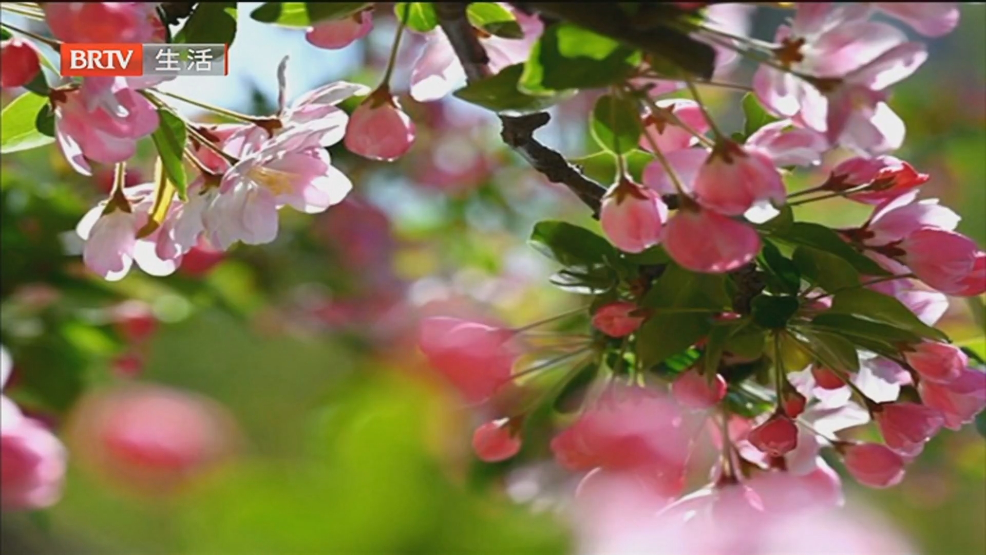 走！去陶然亭公园赏海棠花