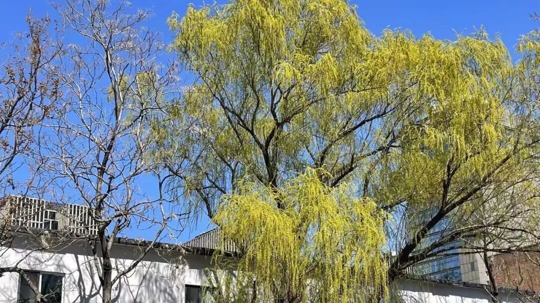 今天北京花粉浓度高风险！注意防护，明日升温——