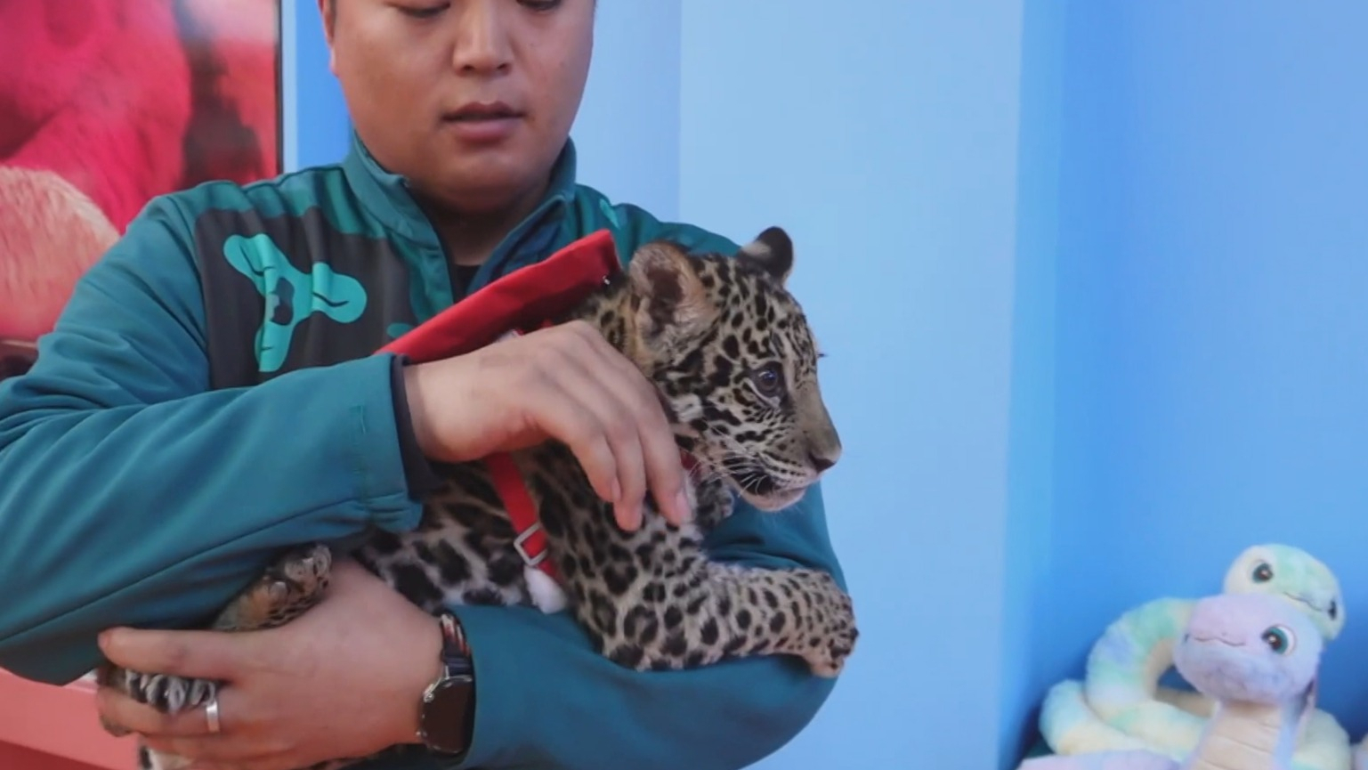 福满京城 春贺神州丨北京野生动物园灵蛇“福宝”等萌宠集体拜年 福满京城 春贺神州丨北京野生动物园灵蛇“福宝”等萌宠集体拜年