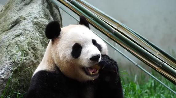 大熊猫“福宝”状况异常