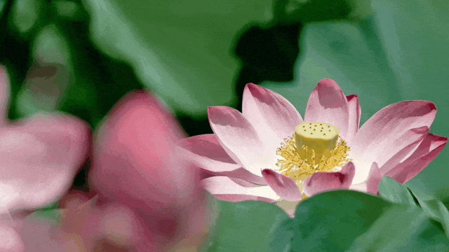 石景山宝藏公园里,荷花开了! 石景山宝藏公园里,荷花开了!