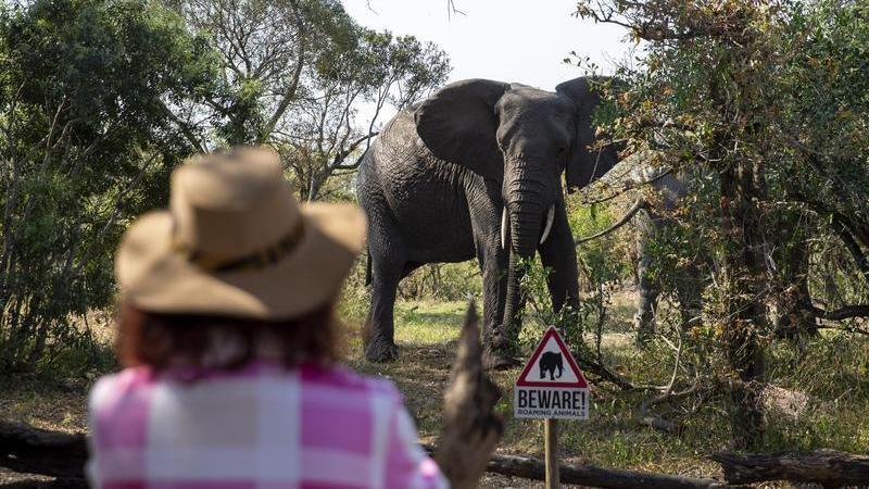 悲剧!大象踩踏伤人致死 悲剧!大象踩踏伤人致死