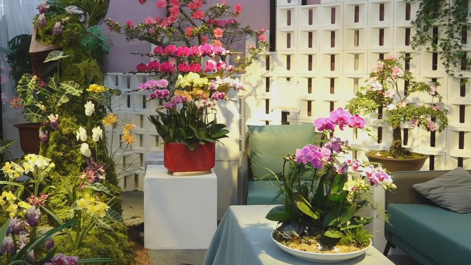 繁荣新春市场 菏泽牡丹作为年宵花首次进京展销 繁荣新春市场 菏泽牡丹作为年宵花首次进京展销