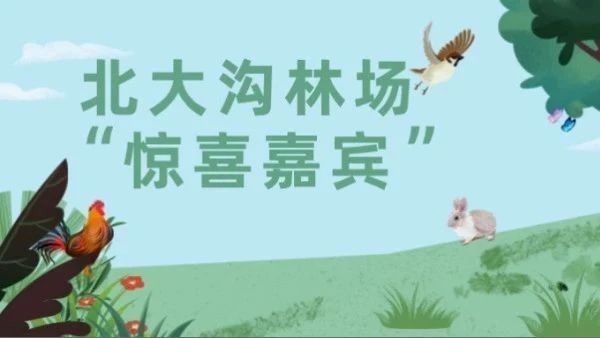 野猪、狍子、獾……北大沟林场迎来不少“惊喜嘉宾” 野猪、狍子、獾……北大沟林场迎来不少“惊喜嘉宾”