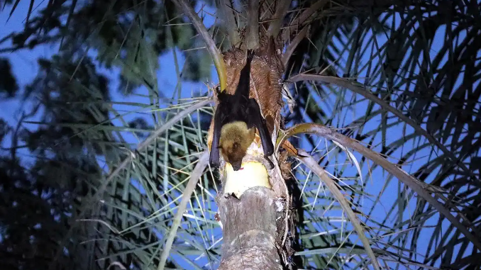 尼帕病毒，为何总扯上果蝠？一文说清风险与防护