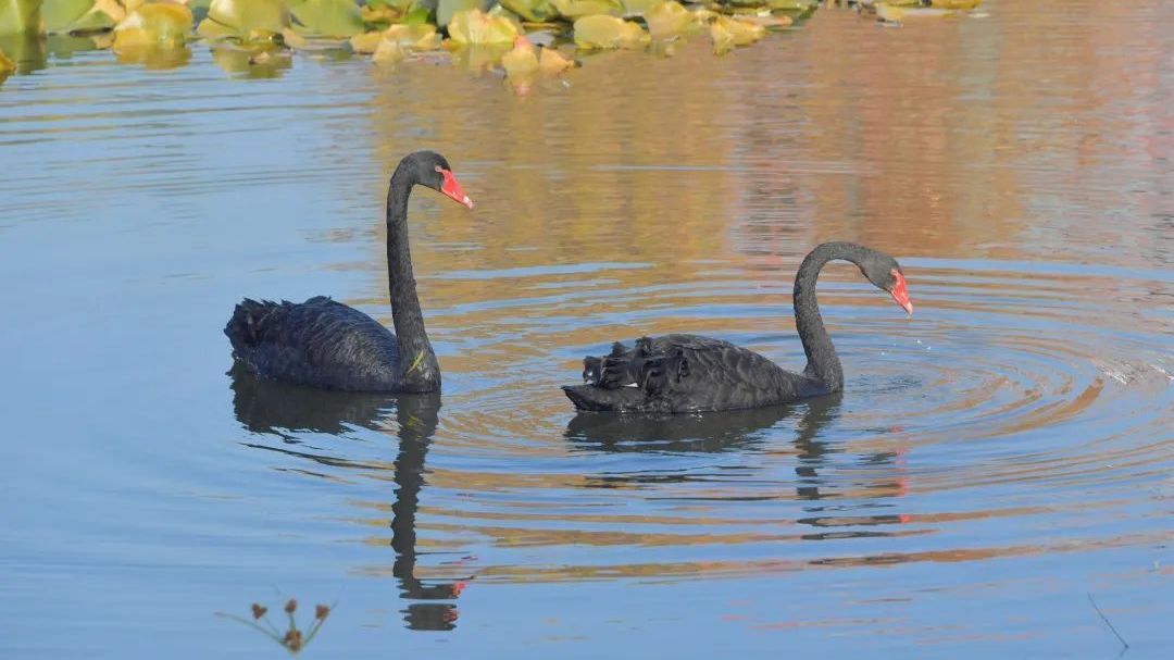 快看！白浮泉公园“顶流明星”回来啦