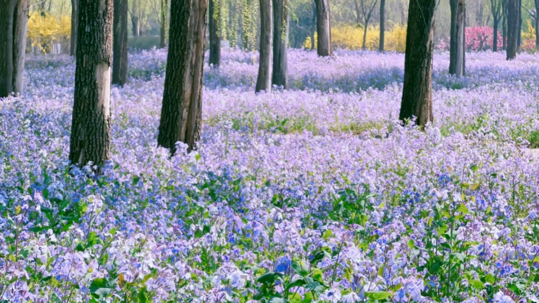 春日限定!打开房山的“花花世界” 春日限定!打开房山的“花花世界”