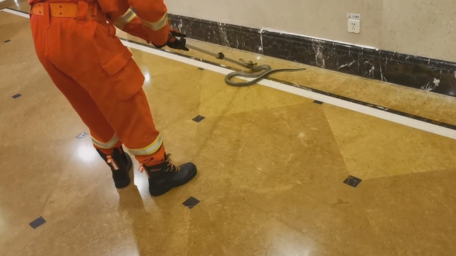 气温高升蛇出没 正确处置避免咬伤 气温高升蛇出没 正确处置避免咬伤