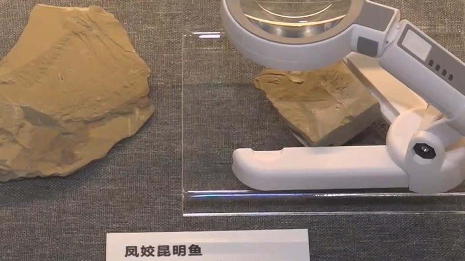 来自五亿年前的寒武纪澄江生物群化石进京展览