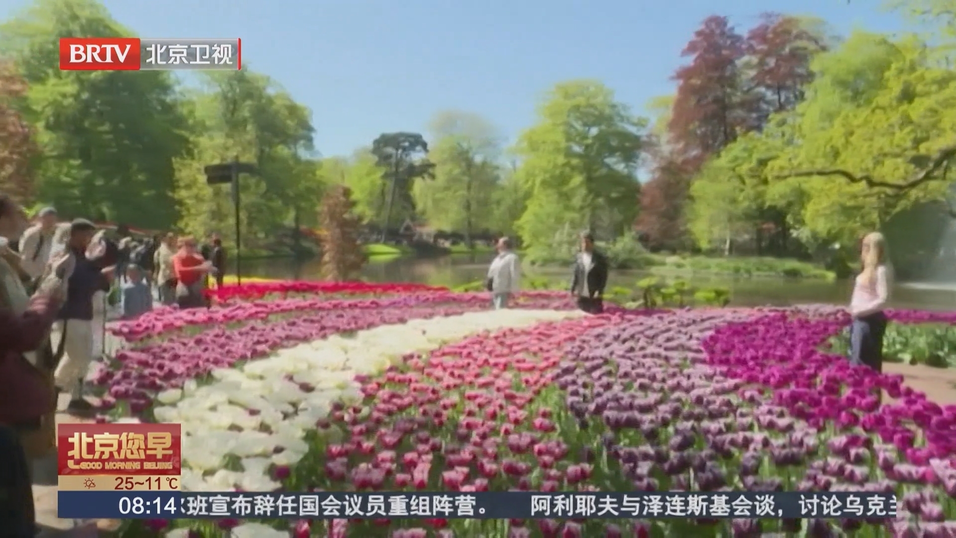 荷兰库肯霍夫公园郁金香盛开 游人如织