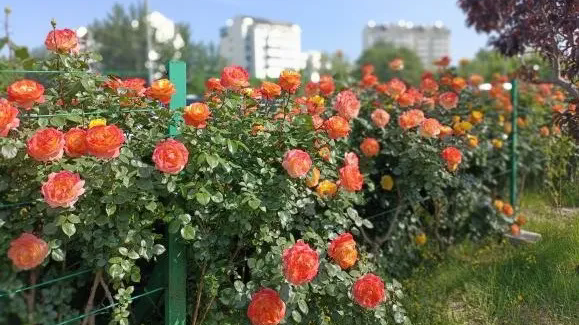 北京房山:姹紫嫣红群芳艳 一路繁花香满城 北京房山:姹紫嫣红群芳艳 一路繁花香满城
