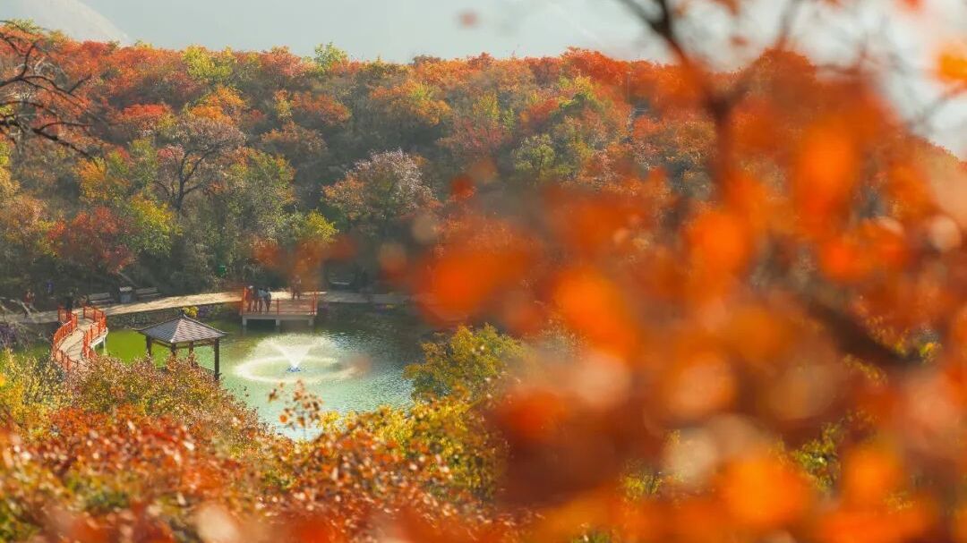 北京房山：醉美坡峰岭！国庆相约第十四届红叶节