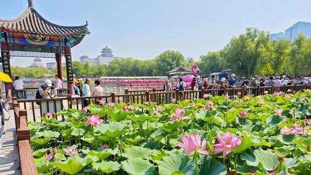 8月底前，北京12展区“荷”你有约！亮点抢先看