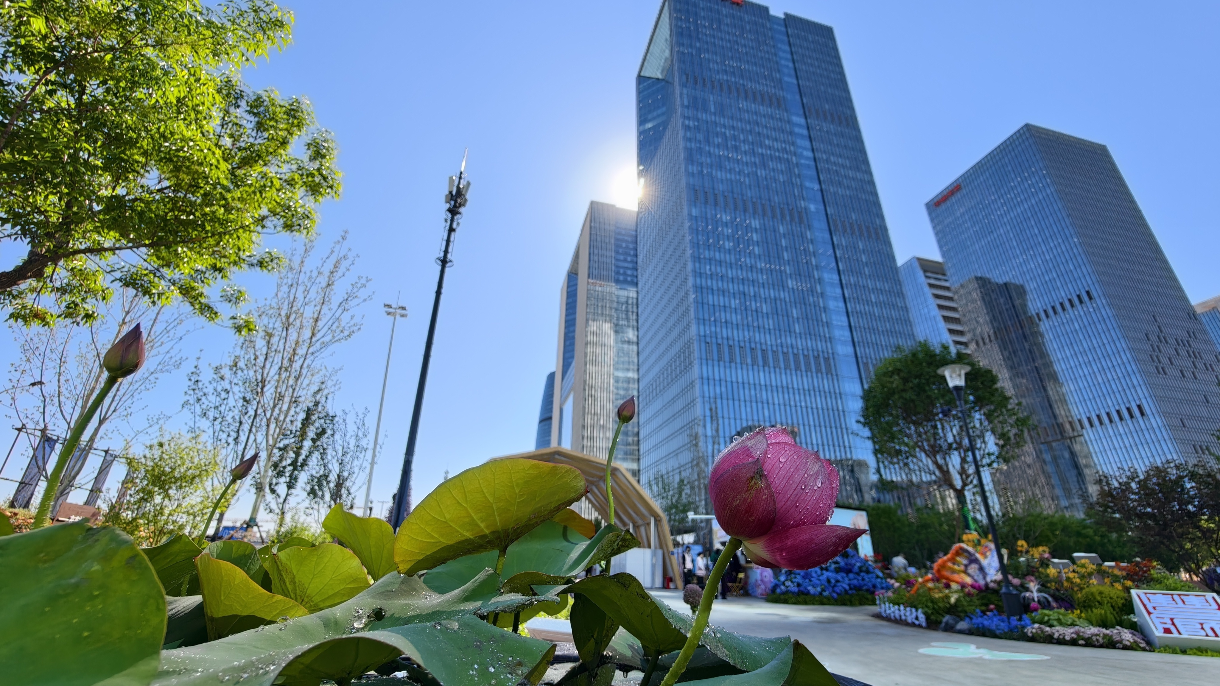 北京国际花展开门前：花工晨浇造“水珠虹桥”