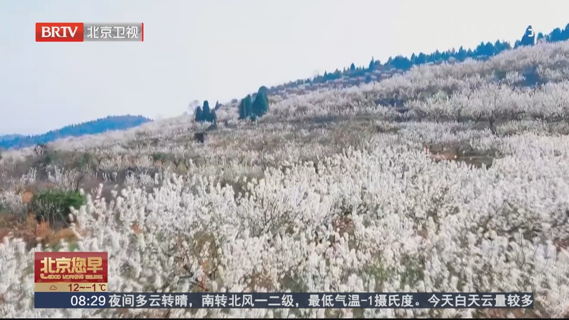 湖北南漳：万亩樱桃花如约绽放