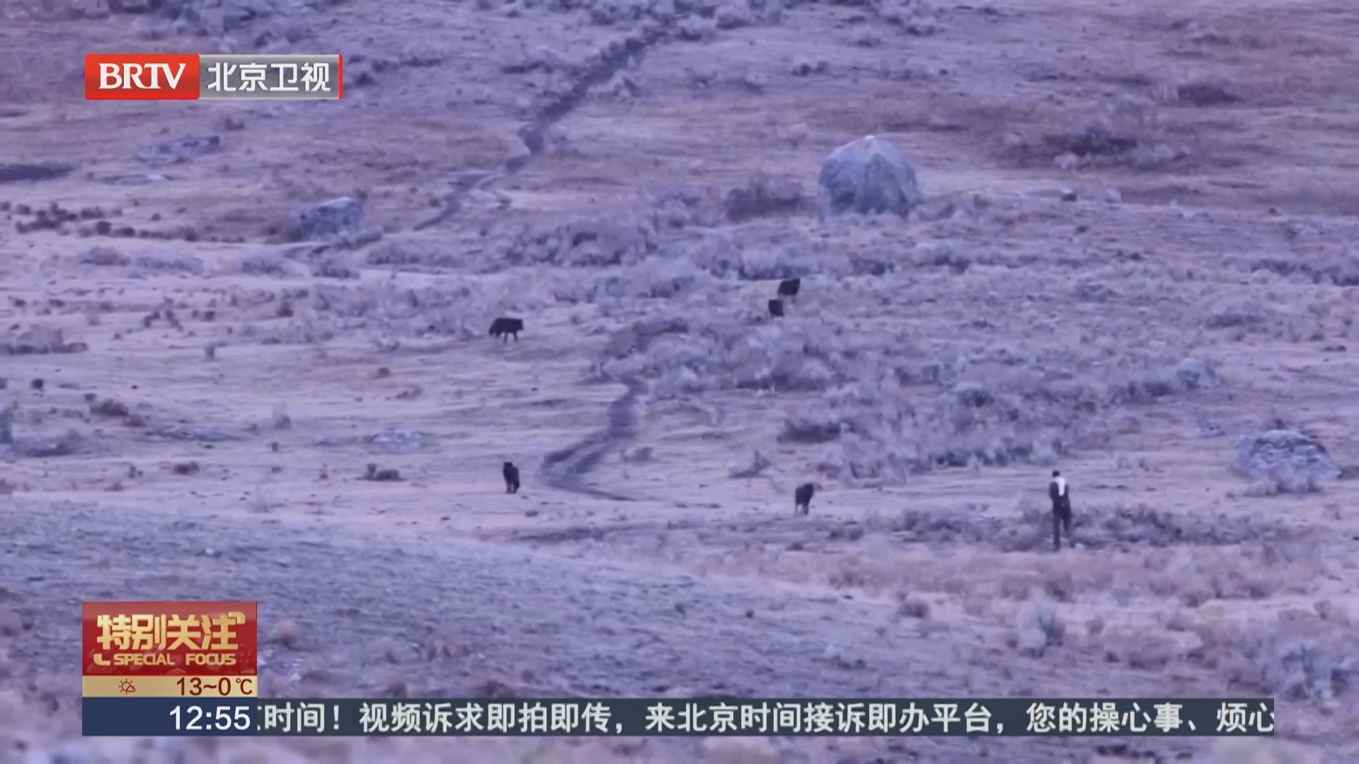 美国黄石公园游客违规接近狼群 野生动物安全引关注 美国黄石公园游客违规接近狼群 野生动物安全引关注