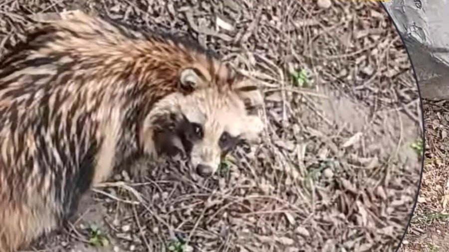 国家二级保护动物貉，在张镇被救助，快来看看您认识它吗