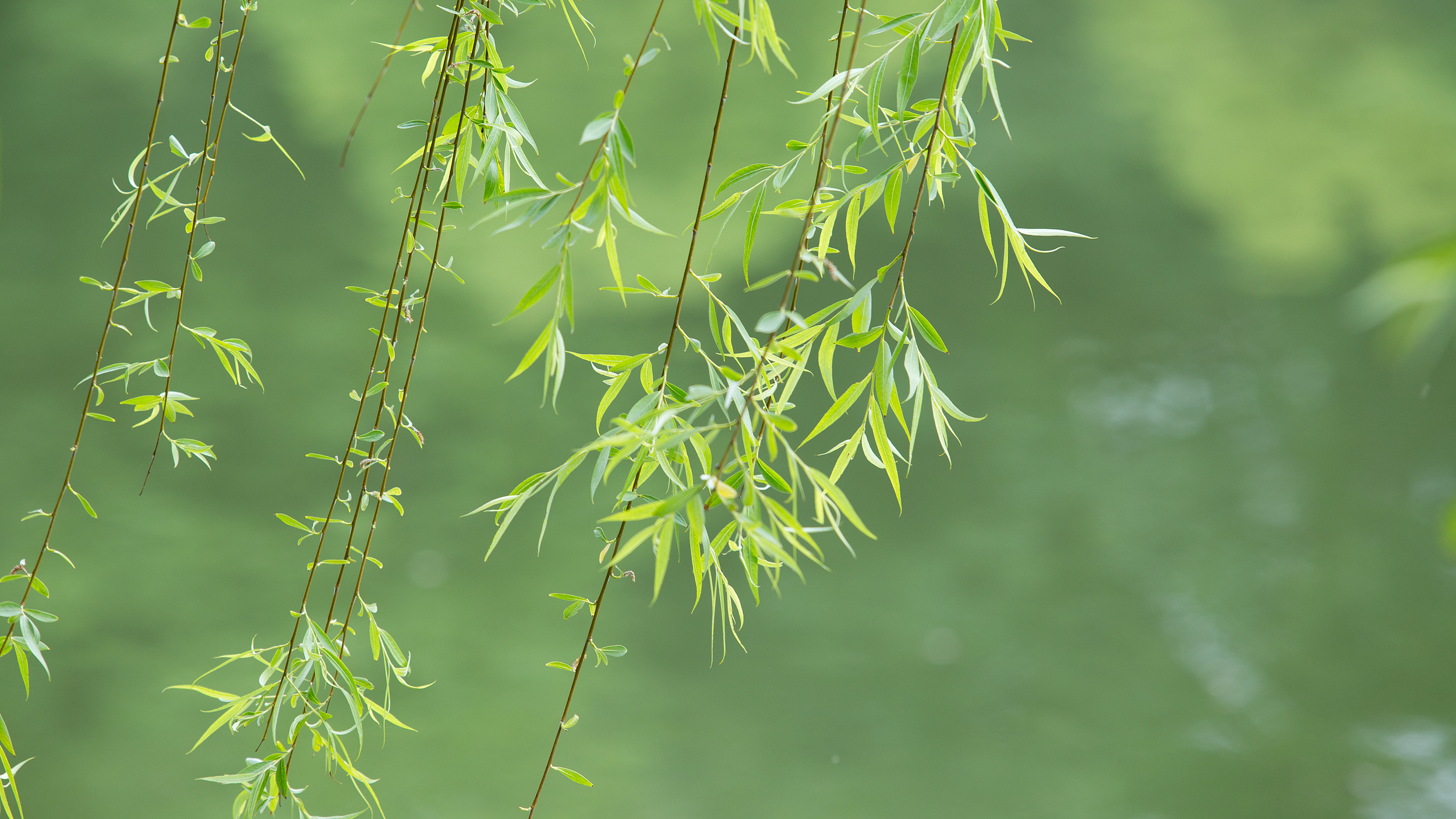 注意防护!北京发布今年首个杨柳飞絮预报 中心城区最先开始 注意防护!北京发布今年首个杨柳飞絮预报 中心城区最先开始