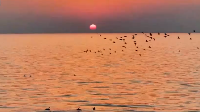 “稀客”频现成就生态之美 美丽中国保护硕果累累