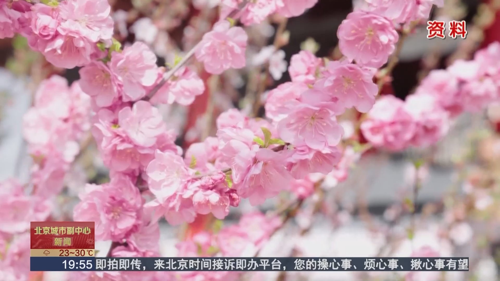 台湖万亩花海盛放