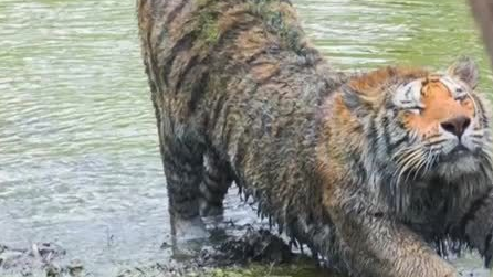 东北虎“二埋汰”一身黑泥,园方:猫科动物普遍爱干净,但它就是比较埋汰 东北虎“二埋汰”一身黑泥,园方:猫科动物普遍爱干净,但它就是比较埋汰
