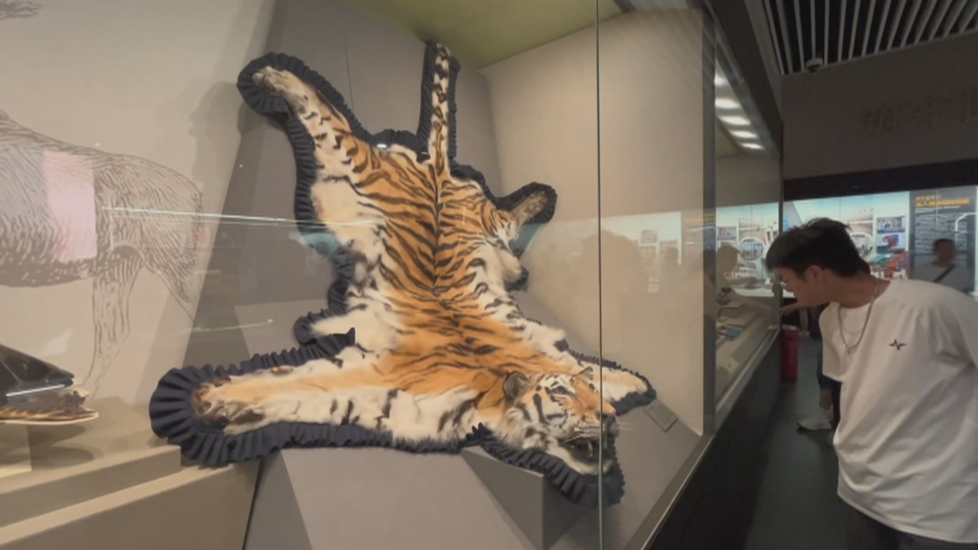 海关博物馆迎来暑期参观高峰 观众猛增4倍 海关博物馆迎来暑期参观高峰 观众猛增4倍