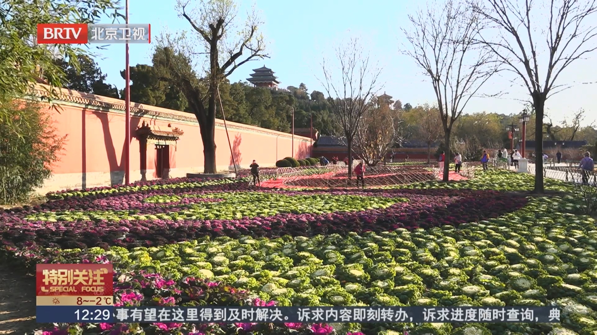 景山公园“上新”羽衣甘蓝主题花境