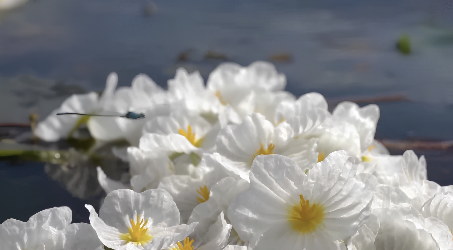 海菜花见证洱海生态之变